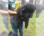 Small Photo #1 Chow Chow Puppy For Sale in DENVER, CO, USA