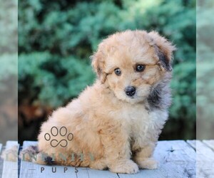 Bernedoodle (Miniature) Puppy for Sale in LITITZ, Pennsylvania USA