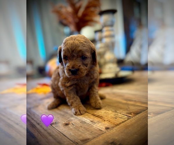 Medium Photo #2 Goldendoodle (Miniature) Puppy For Sale in SAINT JAMES, MO, USA