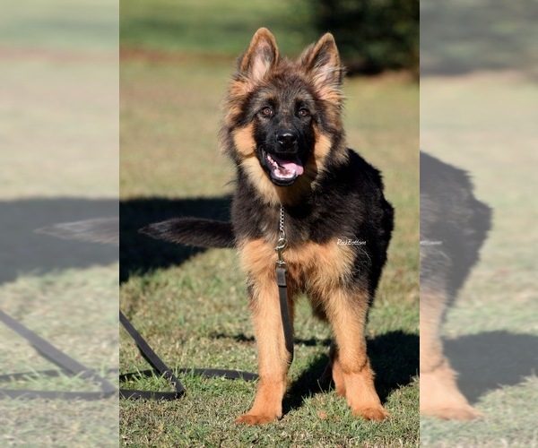 Medium Photo #3 German Shepherd Dog Puppy For Sale in MORRILTON, AR, USA