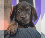 Small #5 Rottweiler Mix