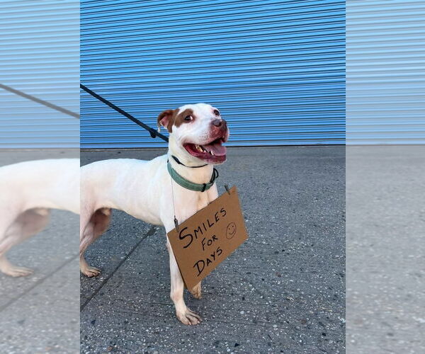Medium Photo #5 American Pit Bull Terrier-Unknown Mix Puppy For Sale in Westwood, NJ, USA