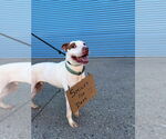 Small #4 American Pit Bull Terrier Mix