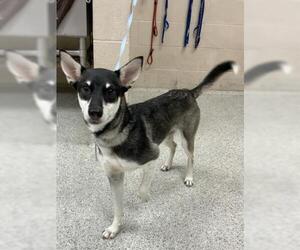 Siberian Husky-Unknown Mix Dogs for adoption in Conroe, TX, USA