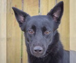 Small Border Collie Mix