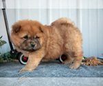 Puppy Celine Chow Chow