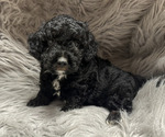 Puppy Jay Poodle (Miniature)