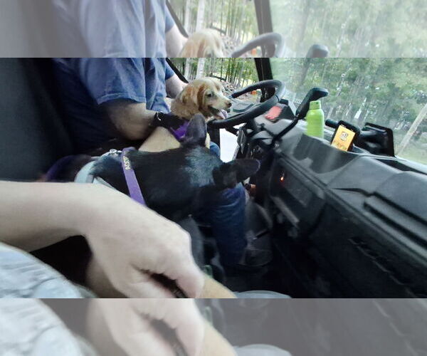 Medium Photo #7 Dachshund-Unknown Mix Puppy For Sale in Sebec, ME, USA