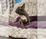 Small Photo #6 French Bulldog Puppy For Sale in FREDERICKTOWN, MO, USA