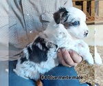 Small Photo #2 Australian Shepherd Puppy For Sale in TEMPLETON, CA, USA