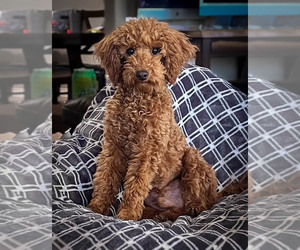 Father of the Cockapoo puppies born on 04/14/2025