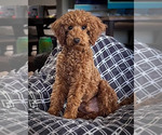 Small Photo #1 Cockapoo Puppy For Sale in HESPERIA, CA, USA