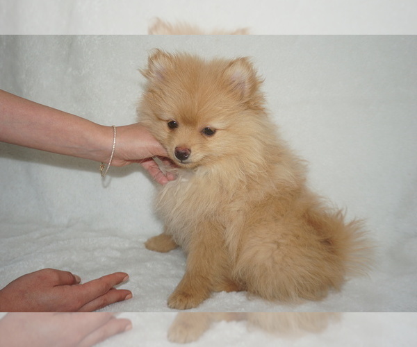 Medium Photo #3 Pomeranian Puppy For Sale in WEST BLOOMFIELD, MI, USA