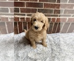 Puppy 4 Labradoodle