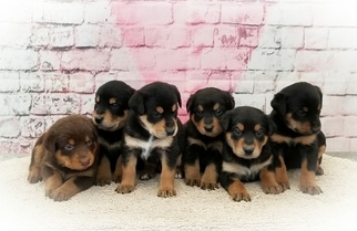 Rotterman Puppy for sale in RENO, NV, USA