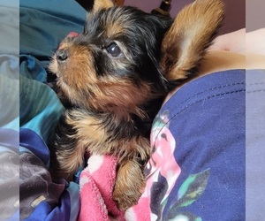 Biewer Terrier Puppy for sale in ASHLAND, KY, USA