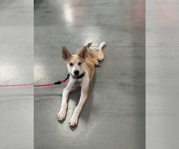 Medium Photo #1 Mutt Puppy For Sale in Holly Springs, NC, USA