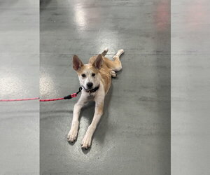 Mutt Dogs for adoption in Holly Springs, NC, USA