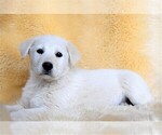 Small Photo #15 Labrador Retriever-Samoyed Mix Puppy For Sale in SUGAR CITY, ID, USA
