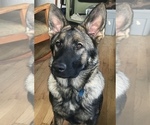 Small Photo #1 German Shepherd Dog Puppy For Sale in GOLDEN, CO, USA