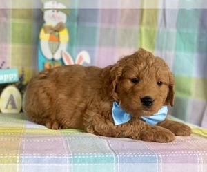 Goldendoodle Puppy for sale in LANCASTER, PA, USA
