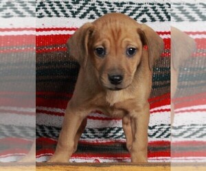 Mountain Cur Puppy for sale in FREDERICKSBURG, OH, USA