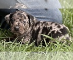 Small Photo #41 Catahoula Leopard Dog Puppy For Sale in BUSHNELL, IL, USA