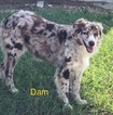 Small Photo #1 Australian Shepherd Puppy For Sale in CLINTON, NC, USA