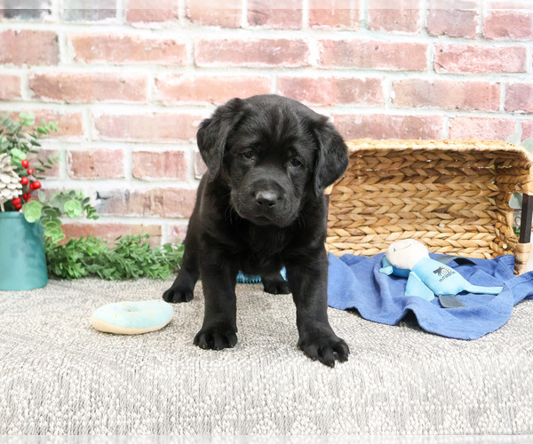 Medium Photo #2 Labrador Retriever Puppy For Sale in SYRACUSE, IN, USA