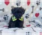 Small Photo #2 Poodle (Miniature)-Shorkie Tzu Mix Puppy For Sale in LAKELAND, FL, USA
