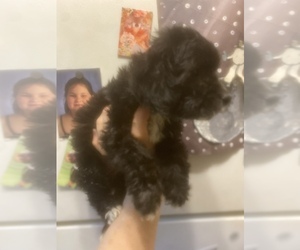 Maltipoo-Poodle (Toy) Mix Puppy for sale in VENETA, OR, USA