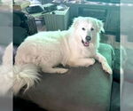 Small #2 Great Pyrenees