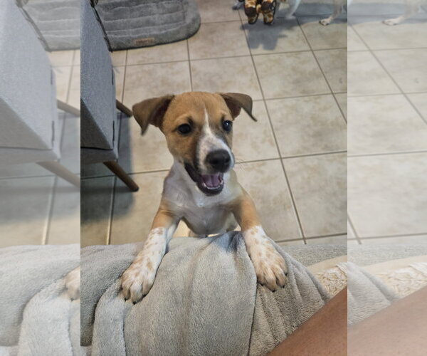 Medium Photo #3 Jack Russell Terrier-Parson Russell Terrier Mix Puppy For Sale in Sanford, FL, USA
