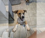 Small Photo #3 Jack Russell Terrier-Parson Russell Terrier Mix Puppy For Sale in Sanford, FL, USA