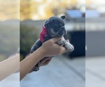 Small #3 French Bulldog