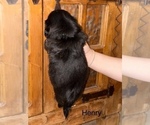 Small #13 Shih Apso