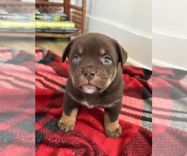 Medium Photo #3 Pug-Siberian Husky Mix Puppy For Sale in NEW PROVIDENCE, PA, USA