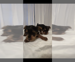 Small #9 Yorkshire Terrier