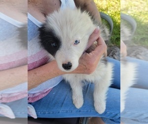 Border Collie Puppy for sale in lyle, WA, USA