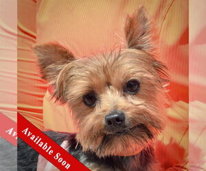 Mutt Dogs for adoption in Huntley, IL, USA