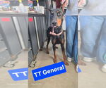 Small #4 Doberman Pinscher