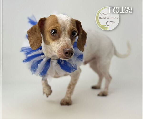 Medium Photo #1 Dachshund Puppy For Sale in Benton, LA, USA