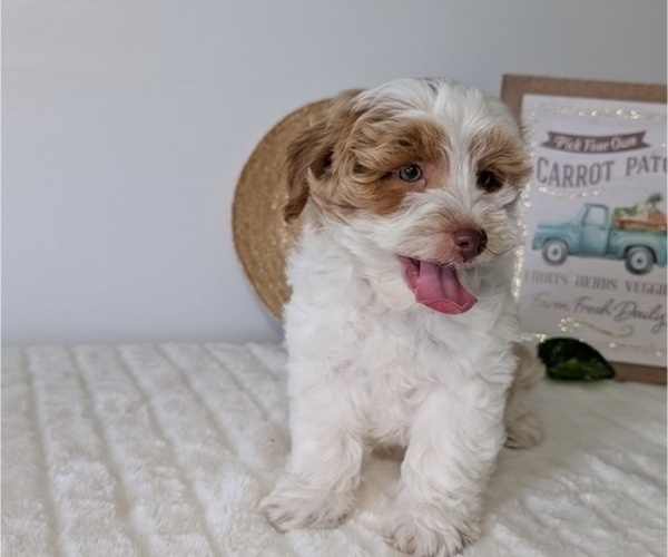 Medium Photo #10 Poovanese Puppy For Sale in GOSHEN, IN, USA