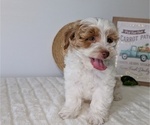 Small #9 Poovanese