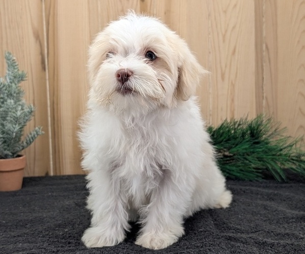 Medium Photo #3 Havanese Puppy For Sale in GOSHEN, IN, USA