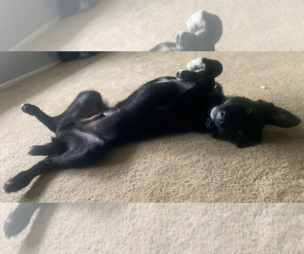 Medium Photo #10 Australian Shepherd-Unknown Mix Puppy For Sale in Minneapolis, MN, USA