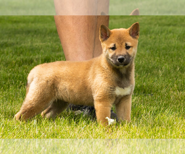 Medium Photo #5 Shiba Inu Puppy For Sale in MILLERSBURG, IN, USA
