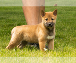 Small #4 Shiba Inu