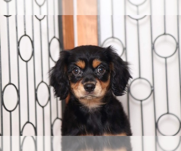 Medium Photo #2 Cavachon Puppy For Sale in NAPLES, FL, USA