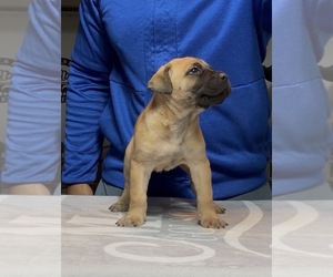 Cane Corso Puppy for sale in MOUNT MORRIS, MI, USA